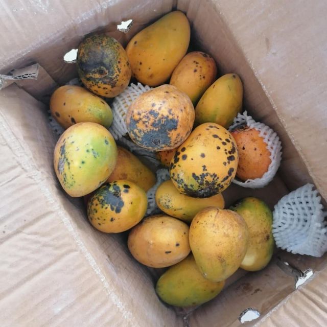 > 新鲜小台芒果 2.