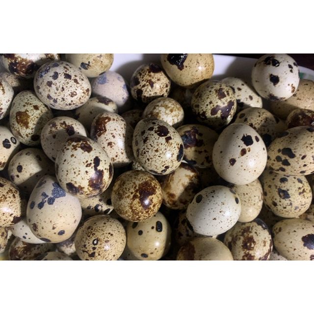 > 新鲜散养生鹌鹑蛋140枚 破损包赔 鹑鸟蛋 生鲜蛋 非鸡蛋鸭蛋鹅蛋