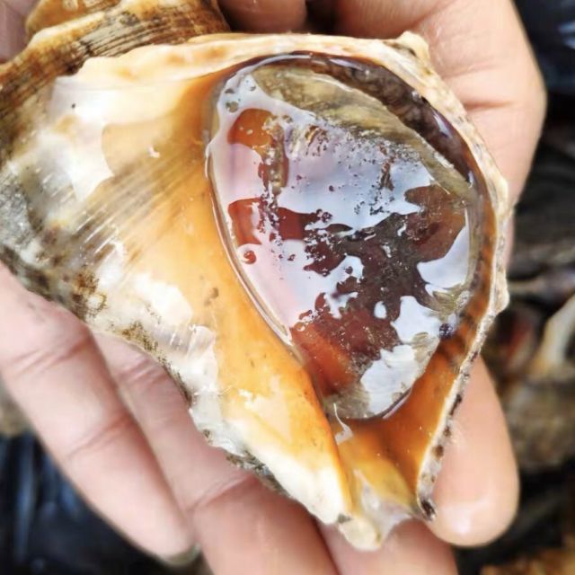 味库新鲜鲜活大海螺大旺螺贝壳类3斤装48只斤