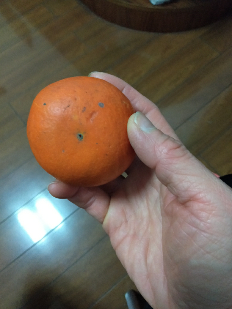 广东德庆皇蒂柑 新鲜采摘孕妇水果 皇蒂柑 柑橘子桔子蜜桔非广西商家