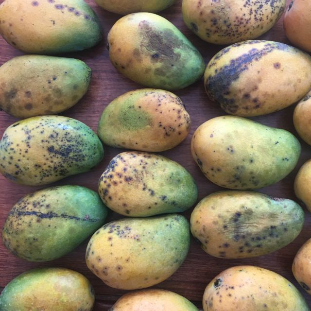 新鲜小台芒 国产热带水果 非贵妃芒热带水果类多一半是烂果,坏果