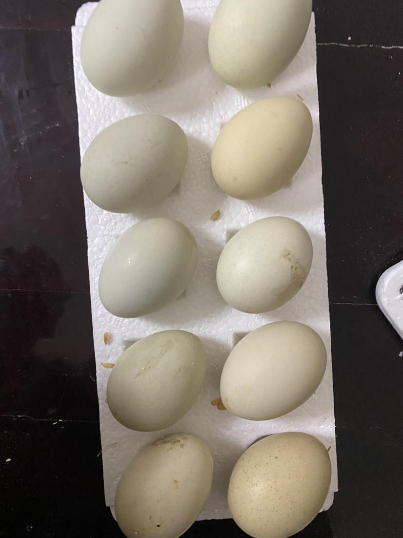 现捡农家散养绿壳乌鸡蛋20枚装 新鲜鸡蛋笨鸡蛋柴鸡蛋草鸡蛋 非鹌鹑蛋