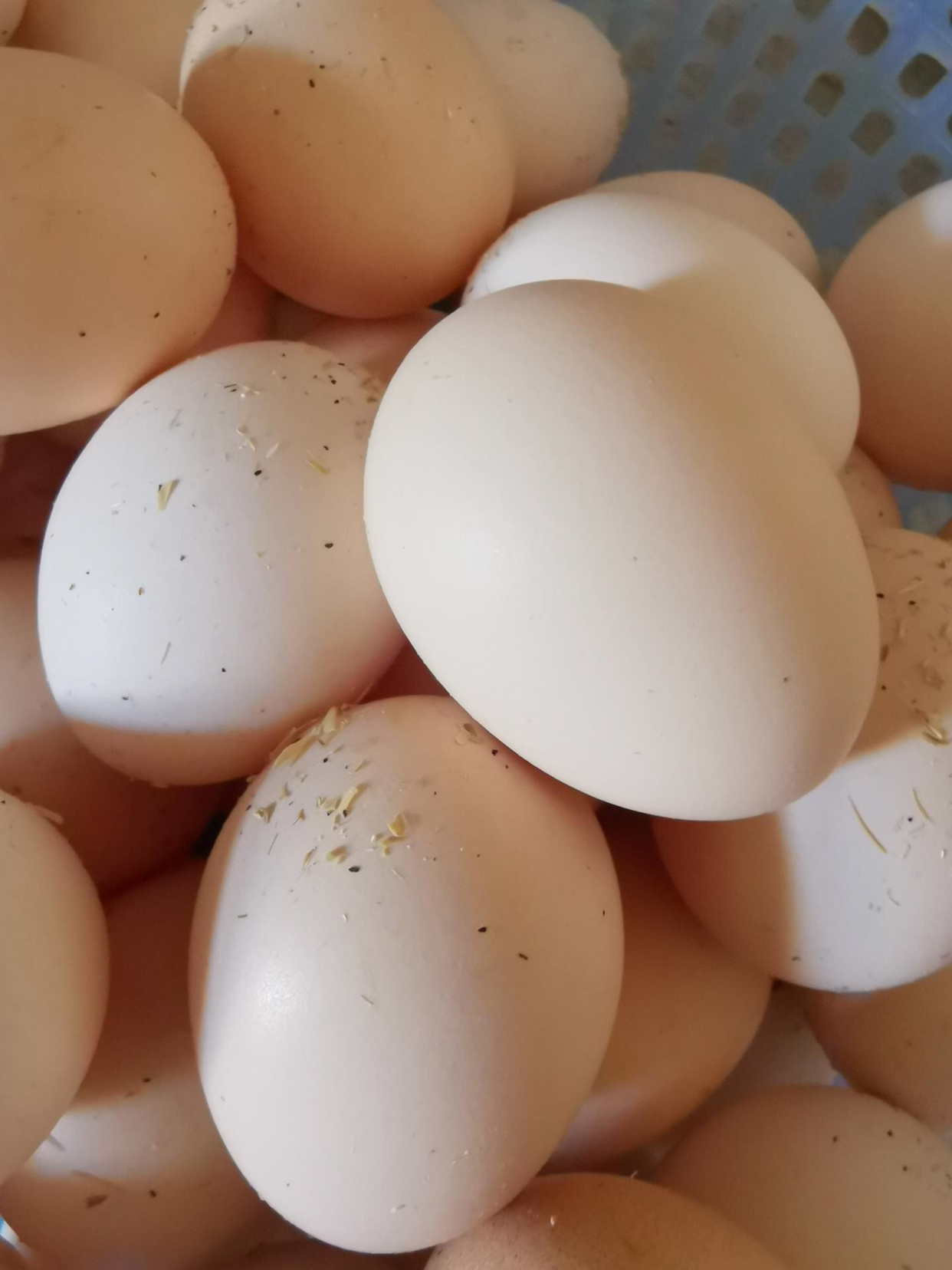 农家山上散养鸡蛋30枚 新鲜自养柴鸡蛋笨鸡蛋草鸡蛋 勇利全蛋类晒单图