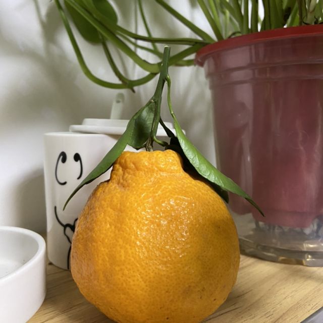 新鲜夏橙5斤中果单果6570mm橙子新鲜水果生鲜水果国产水果陈小四水果