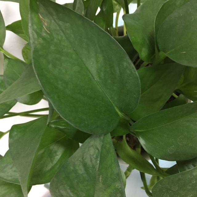 > 利群(蓝天)商品评价 > 可以