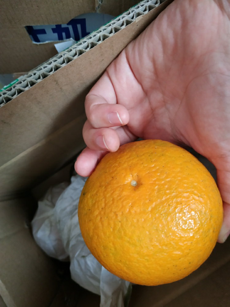 我们为您提供橙子新鲜大果的优质评价,包括橙子新鲜大果商品评价,晒单