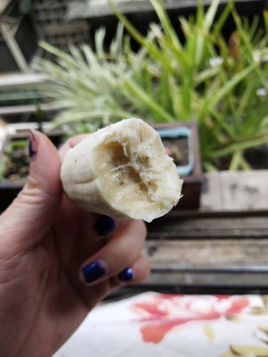 薯家上品 贵州小米蕉2.