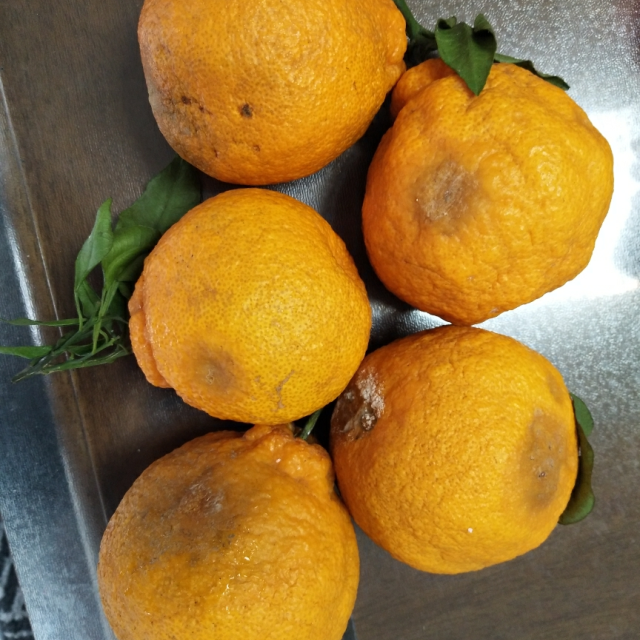 丑橘腐烂的图片图片