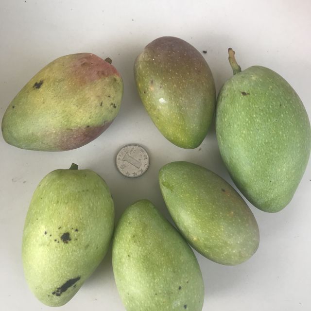 > 贵妃芒海南芒果小金龙芒果新鲜水果当季整箱非小台芒大青芒玉芒商品