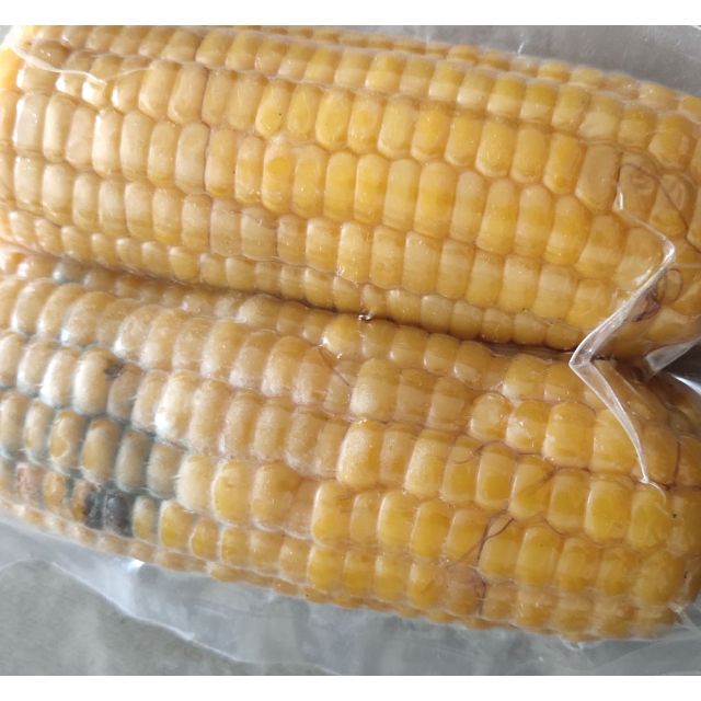 黄糯小玉米5根装 单根约200克左右 健康食材 营养代餐 坏果按比例退