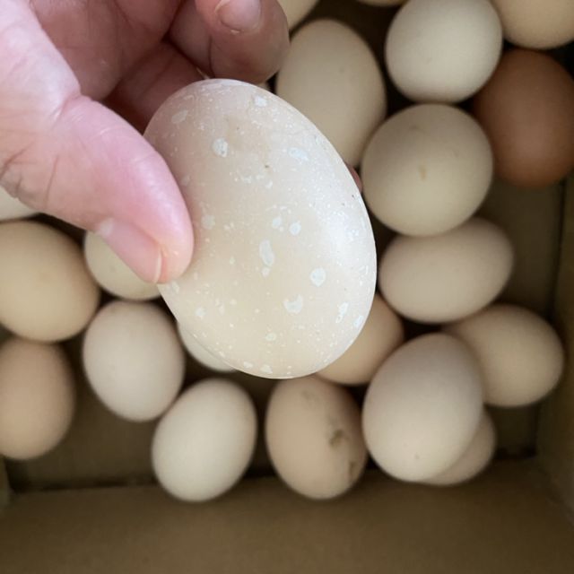 农林散养新鲜鸡蛋40枚装单个约45g左右蛋类笨鸡蛋菜鸡蛋破损包赔蛋类