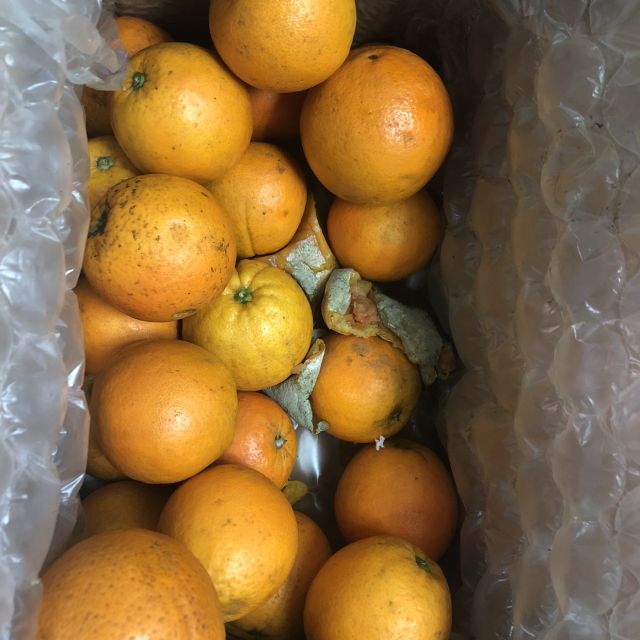 > 秭归脐橙水果橙子当季整箱冰糖果冻手剥甜橙 9斤(25个左右) 中大果