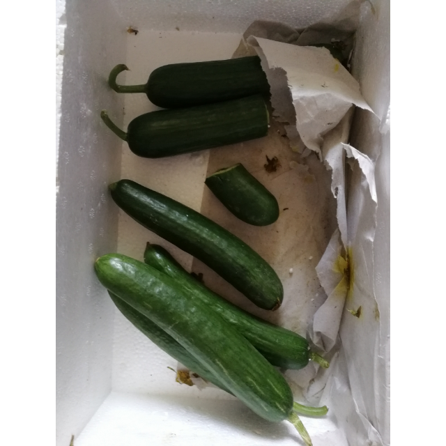 山东水果黄瓜5斤装现摘现发坏果包赔