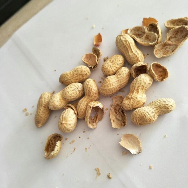 【中华特色馆】【泰宁馆】寻找泰味 福建特产泰宁朱口小籽水煮花生