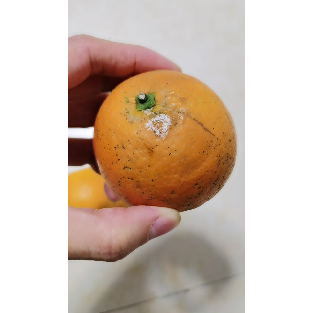 【拍2件减5元 收藏送开橙器】四川夏橙新鲜水果橙子手剥橙批发整箱当