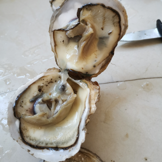 品珍鲜活台山生蚝5斤装2025只鲜活海鲜水产包活发货2025只100125g只坏