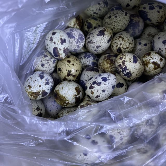 现捡现发新鲜鹌鹑蛋生蛋100枚单枚1014克新鲜发货