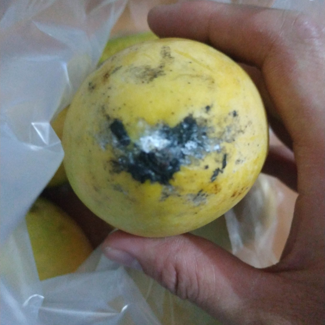 百宝源越南大青芒 净果9斤 带箱10斤左右 单果重600-1000g左以上芒果