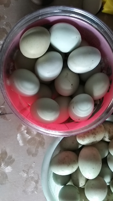 我们为您提供绿壳乌鸡蛋的优质评价,包括绿壳乌鸡蛋商品评价,晒单