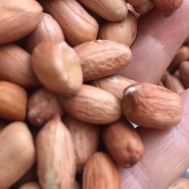 中华特色兰考馆生萧美人花生米25kg杂粮手工剥皮农家自种花生仁华中