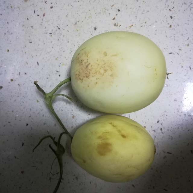 果农富2件起售陕西阎良甜瓜2501斤约23个白玉小籽甜瓜当季新鲜水果