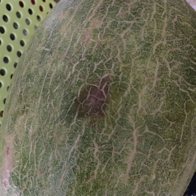 > 哈密瓜西周密25号约1500g商品评价 > 送过的坏的,太失望了.