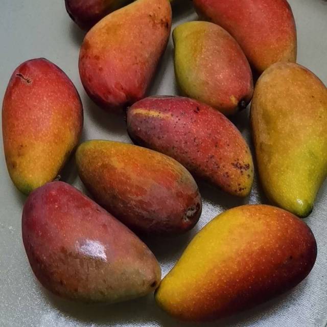 广西贵妃芒果5斤小金龙坏果包赔需自然催熟