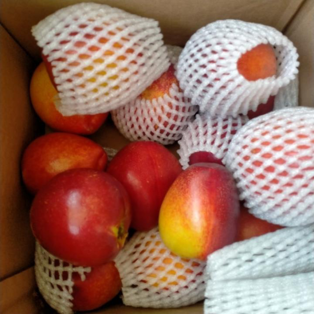 【6月初发货,介意勿拍】黄心油桃1斤新鲜品当季孕妇水果整箱应季脆