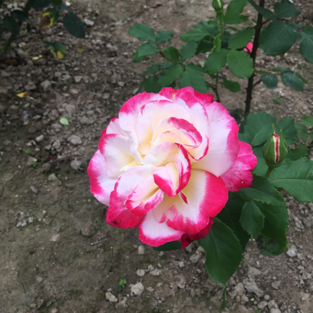 > 华为(huawei)nova7 pro 5g 8gb 128gb 仲夏紫