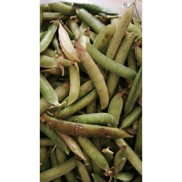 新鲜豌豆荚青豆(5斤多规格可选)新鲜蔬菜1斤/3斤/5斤鲜甜豌豆荚 5斤