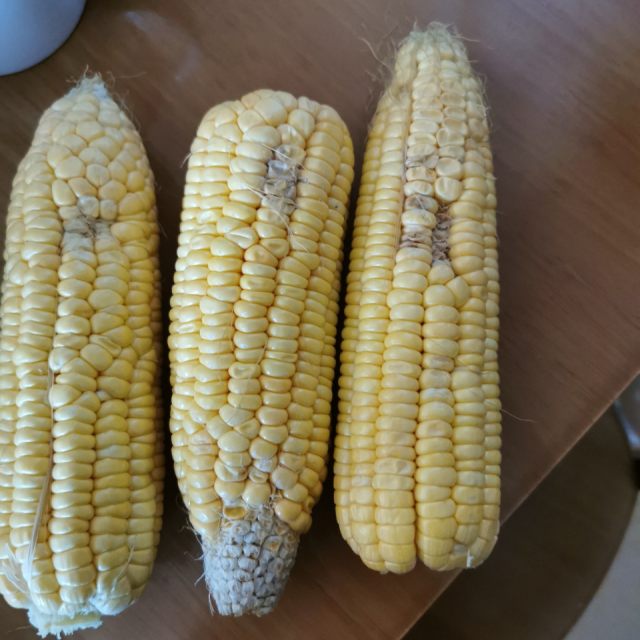 两件起拍共发带箱10斤偶数件数发货叶菜类打开每根玉米的保鲜膜-苏宁