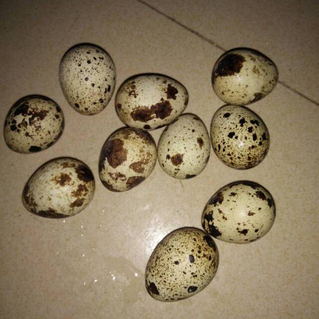 现捡现发新鲜鹌鹑蛋生蛋100枚单枚1014克新鲜发货