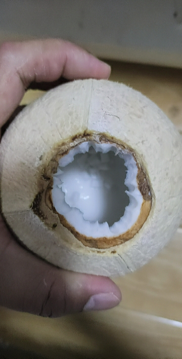 2-1.5斤 热带新鲜水果香椰去皮椰子白椰子老椰子椰王晒单图