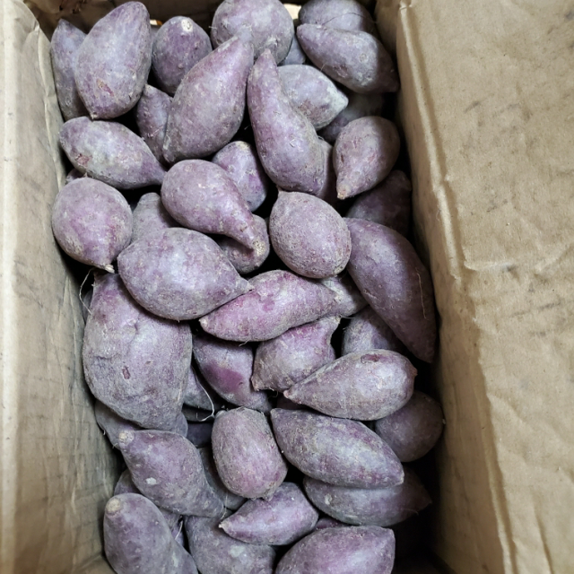 熊猫鸟越南珍珠小紫薯新鲜蔬菜软糯香甜中果净重9斤装