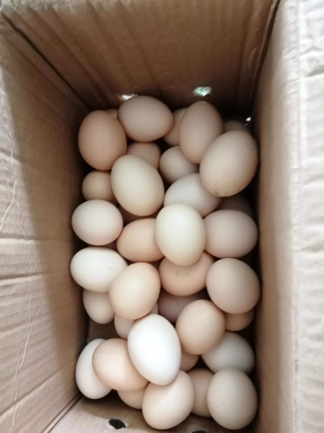 土鸡蛋农家自养