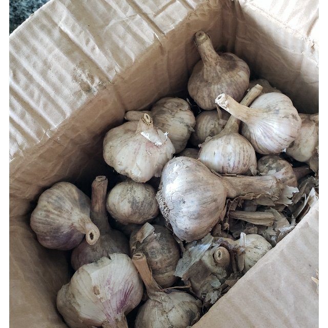 > 汇尔康(hr) 2020新鲜大蒜带箱5斤装 紫皮大蒜