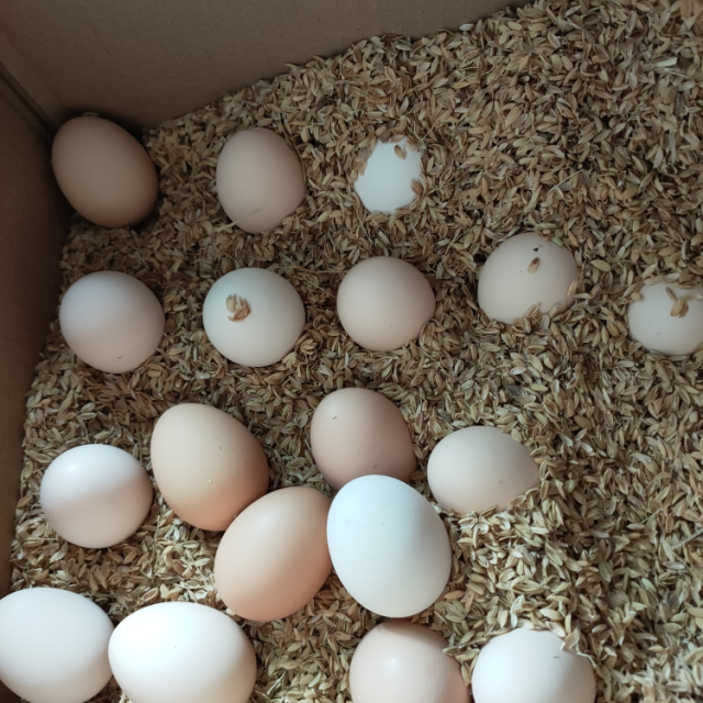 【营养健康】40枚装草鸡蛋 现捡现发(破损必赔)土鸡蛋高清大图|实物图