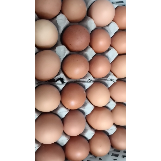 老南沟鲜鸡蛋15枚