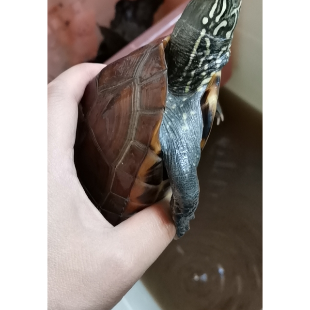 > 鸟王包泥鸭皮蛋买6送3枚商品评价 > 一直在苏宁买放心