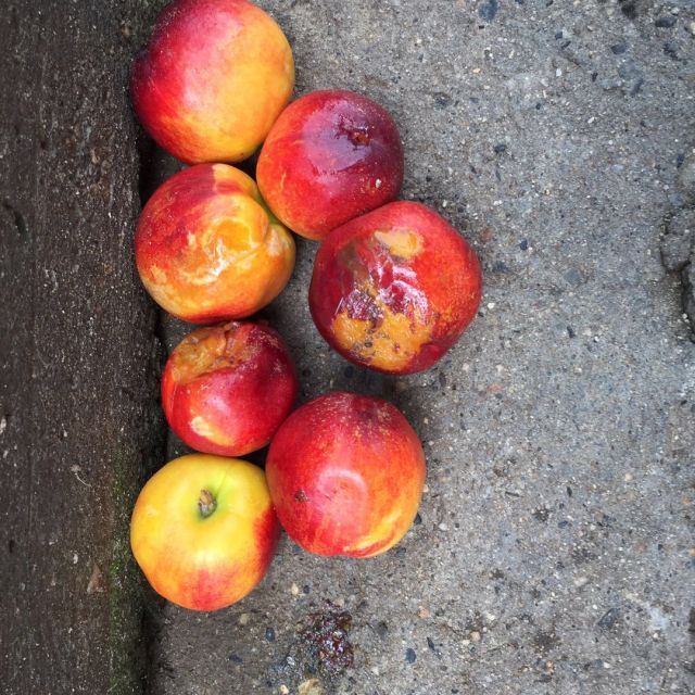 油桃新鲜水果现摘现发带箱五斤当季油桃孕妇水果脆甜多汁