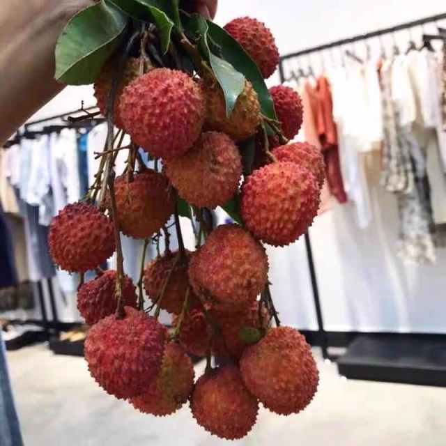 > 从化双壳槐枝 新鲜槐枝 5斤广东省内邮商品评价 > 双壳槐枝荔枝太