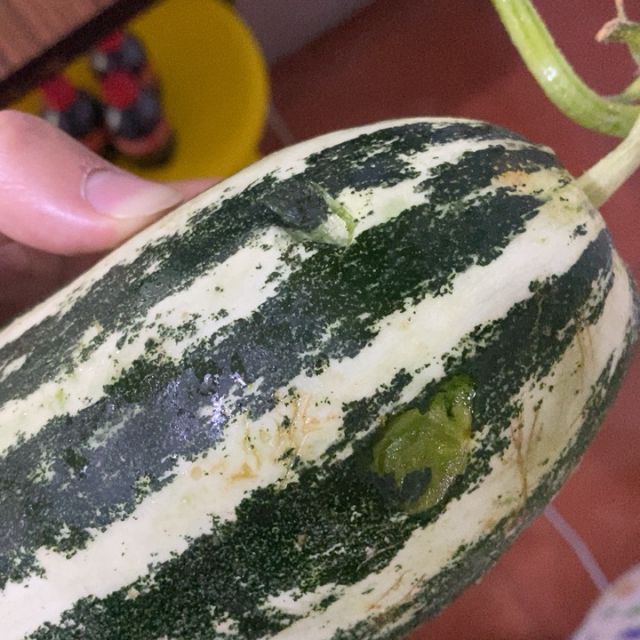 博洋蜜瓜约500g瓜类瓜烂了-苏宁易购