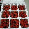 新鲜圣女果1斤装 新鲜圣女果西红柿新鲜水果孕妇小番茄晒单图