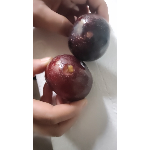 > 陕西黑布林 5斤 李子 新鲜水果 生鲜水果 陈小四水果商品评价 > 烂