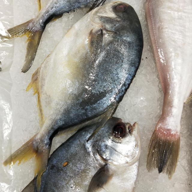 > 活武昌鱼商品评价 > 鱼很新鲜.