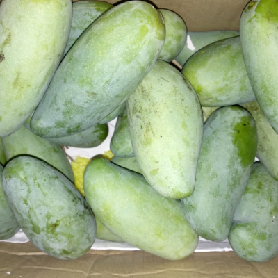 [中华特色]广西馆 越南玉芒青皮芒果2斤/5斤/10斤应季新鲜水果 华南