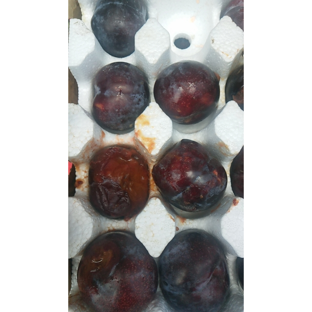 > 陕西爆甜黑布林5斤黄肉李子非三华李红布林新鲜水果商品评价 > 坏了
