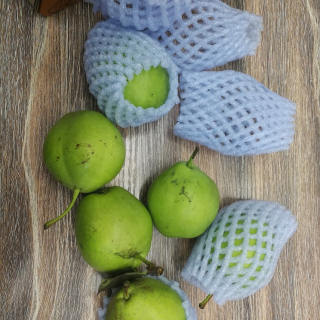 现摘现发新鲜头茬陕西蒲城早酥梨5斤当季水果坏果包赔