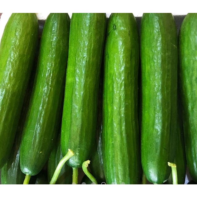 5斤装 新鲜绿黄瓜 新鲜蔬菜茄果瓜类宝贝收到,很好,虽然-苏宁易购