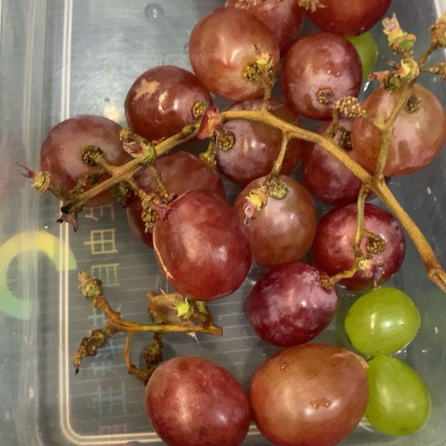 国产红提500g起单粒8g起